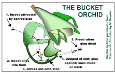 Diagram of the Bucket Orchid Diagram of the Bucket Orchid