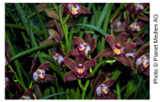 Picture of an Orchid Picture of an Orchid