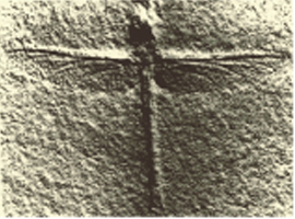 Picture of a Fossil Dragonfly Picture of a Fossil Dragonfly