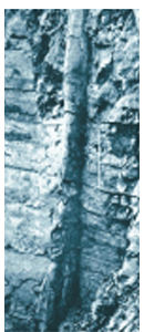 Picture of a Polystrate Tree-trunk Picture of a Polystrate Tree-trunk