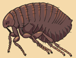 Picture of a Flea Picture of a Flea
