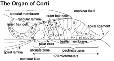 Picture Showing the Organ of Corti Picture Showing the Organ of Corti