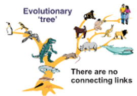 Picture of the Evolutionary Tree Picture of the Evolutionary Tree