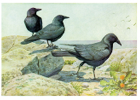 Picture of Some Crows Picture of Some Crows