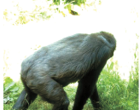 Picture of a Gorilla Picture of a Gorilla