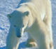 Picture of a polar bear.