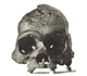 Picture of a fossil.