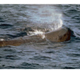 Picture of a sea mammal.