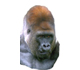 Picture of the head of an ape.
