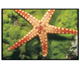Picture of a sea creature.