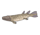 Picture of a fish.