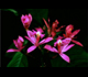 Picture of some flowers.