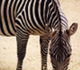 Picture of a zebra.
