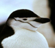 Picture of a penguin.