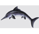 Picture of a shark.
