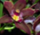 Picture of an orchid.