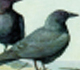Picture of some crows.