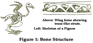 Figure 1: Bone Structure Figure 1: Bone Structure