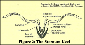 Figure2: The Sternum Keel Figure2: The Sternum Keel