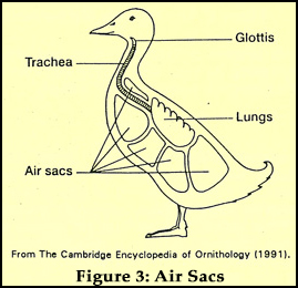Figure 3: Air Sacs Figure 3: Air Sacs