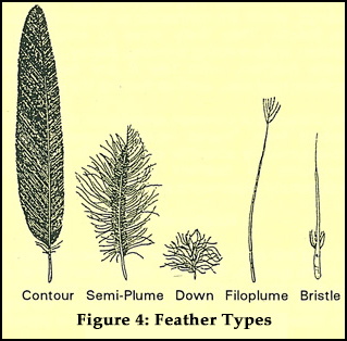 Figure 4: Feathers Types Figure 4: Feathers Types