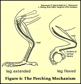 Figure 6: The Perching Mechanism Figure 6: The Perching Mechanism