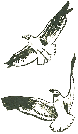 Picture of Birds Flying Picture of Birds Flying