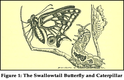 Figure 1: The Swallowtail Butterfly and Caterpiller Figure 1: The Swallowtail Butterfly and Caterpiller