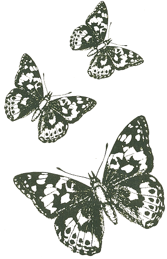 Picture of Butterflies Picture of Butterflies