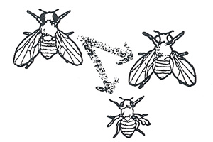 Picture of a Possible Mutation of a Bug Picture of a Possible Mutation of a Bug