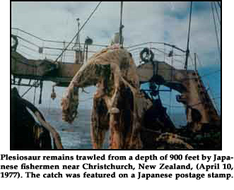 Picture of the Plesiosaur, a Dinosaur Picture of the Plesiosaur, a Dinosaur