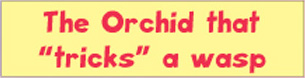 Title Pic: The Orchid that Tricks the Wasp Title Pic: The Orchid that Tricks the Wasp