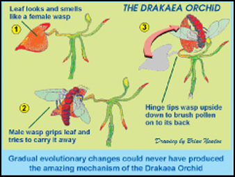 Picture of the Drakaea Orchid Picture of the Drakaea Orchid