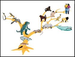 Evolution Image of Life Design Evolution Image of Life Design