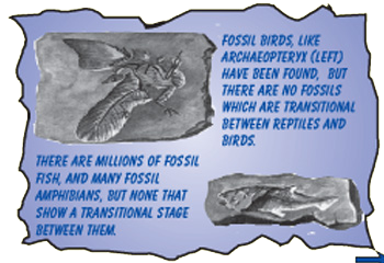 Picture Showing Ancient Fossils of Complex Species Picture Showing Ancient Fossils of Complex Species