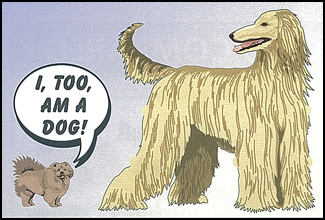 Picture of Different Species of Dogs Picture of Different Species of Dogs