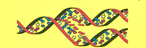 Picture of Genetic Information Picture of Genetic Information