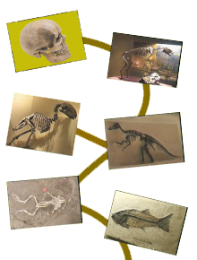 Picture of Different Fossis Picture of Different Fossis