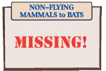 NON-FLYING MAMMALS to BATS NON-FLYING MAMMALS to BATS