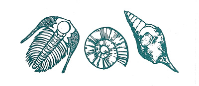 Picture of Sea Shells Picture of Sea Shells