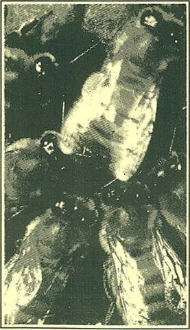 Picture of Inside a Honeybee Hive Picture of Inside a Honeybee Hive