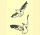 Picture of some birds flying.