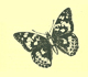 Picture of a butterfly.
