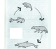 Picture trying to illustrate a fish turning into a land creature.