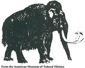 Picture of the Mammoth from Museum Picture of the Mammoth from Museum