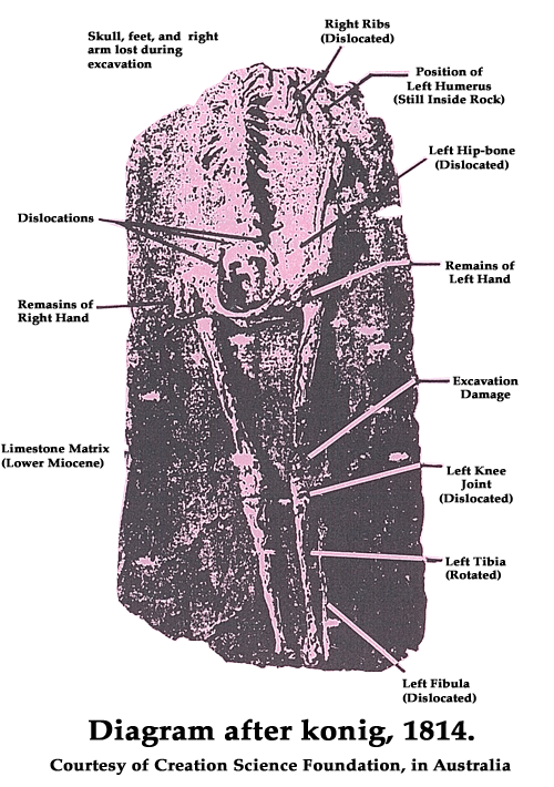 Picture of Miocene Man Skeleton Picture of Miocene Man Skeleton