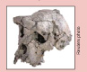 Picture of the Toumai Skull