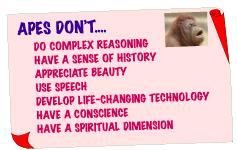Picture of What Apes Don't Do That Humans Do Picture of What Apes Don't Do That Humans Do