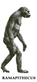 Picture 1: A Supposed Ancestor Called Ramapithecus