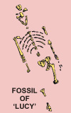 Picture of the Fossil Lucy